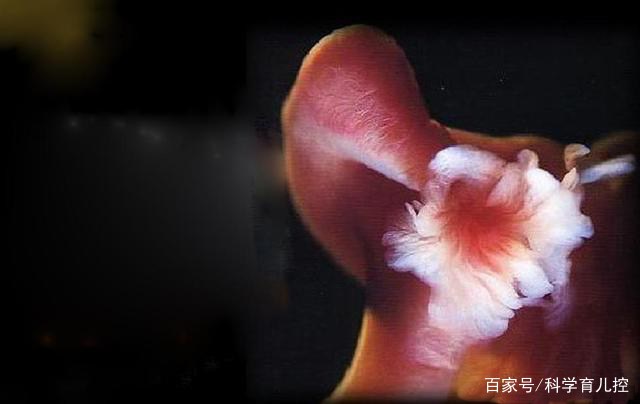 精子经过的四个过程,精子产生与吸收过程