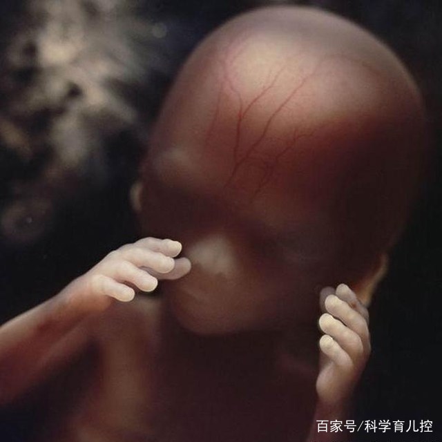 精子经过的四个过程,精子产生与吸收过程