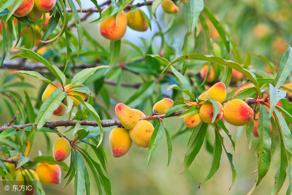 桃树的叶片发黄，千万别掉以轻心，不及时防治明年就无桃可摘了