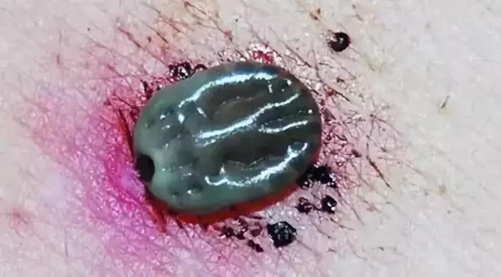 养殖户关注警惕这些疾病,小龟苗头上有白点怎么治疗