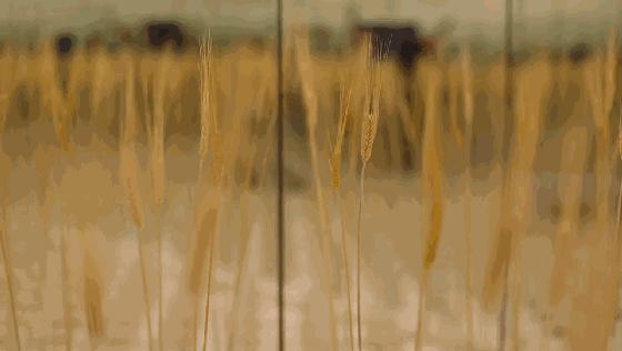 杭州人对未来的好奇心彻底爆发！10多万人在钱塘江边“看到未来”