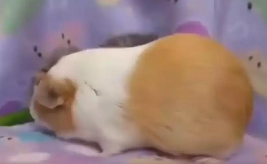 荷兰猪能不能大量吃黄瓜,荷兰猪可以只吃黄瓜胡萝卜白菜吗