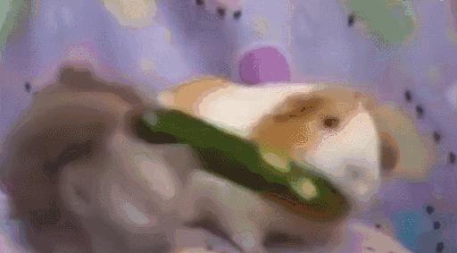 荷兰猪能不能大量吃黄瓜,荷兰猪可以只吃黄瓜胡萝卜白菜吗