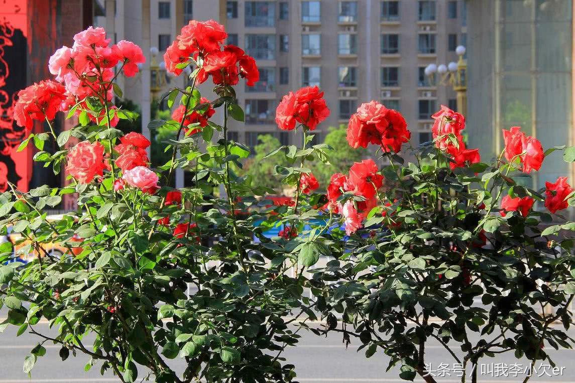 一种花代表一个城市,一种花象征什么