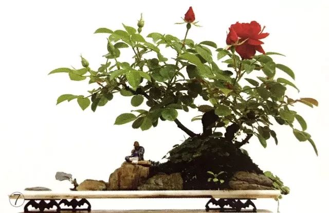 临水式月季盆景图片,最好养的月季盆景