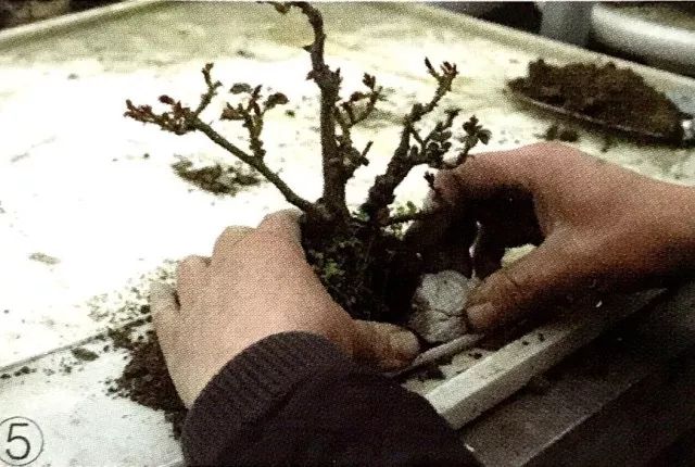 临水式月季盆景图片,最好养的月季盆景