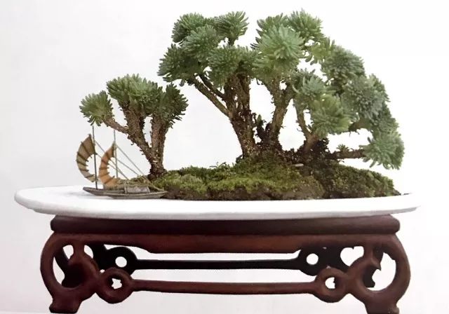 临水式月季盆景图片,最好养的月季盆景