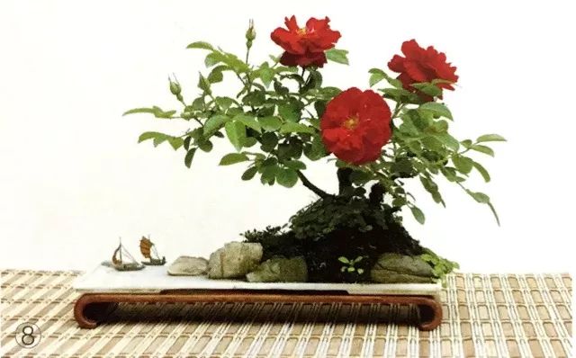 临水式月季盆景图片,最好养的月季盆景