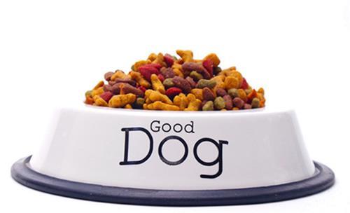 柴犬运动完多久吃饭,柴犬换了新主人不吃饭