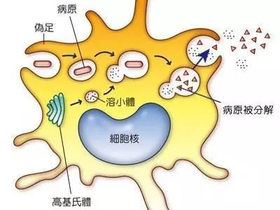家里有孩子的要关注什么新型病毒,小朋友有必要了解病毒么