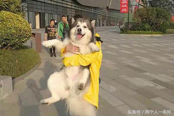 二哈的进化史,二哈到底是啥狗种