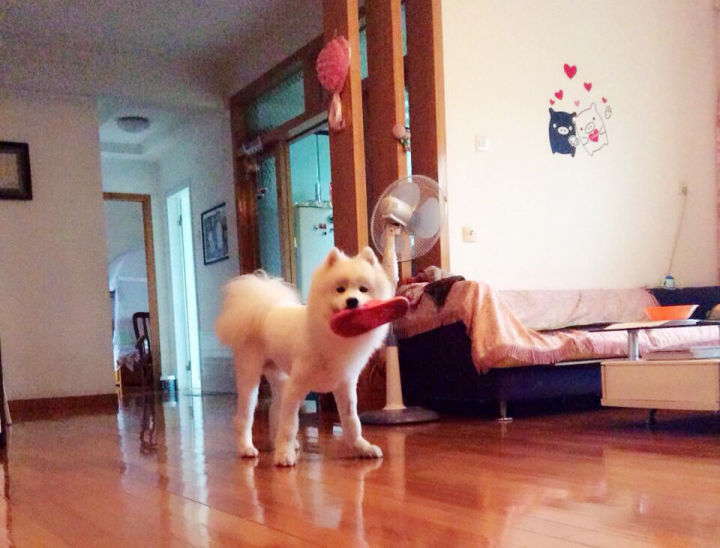 把萨摩耶养胖成了猪,把萨摩耶养成猪