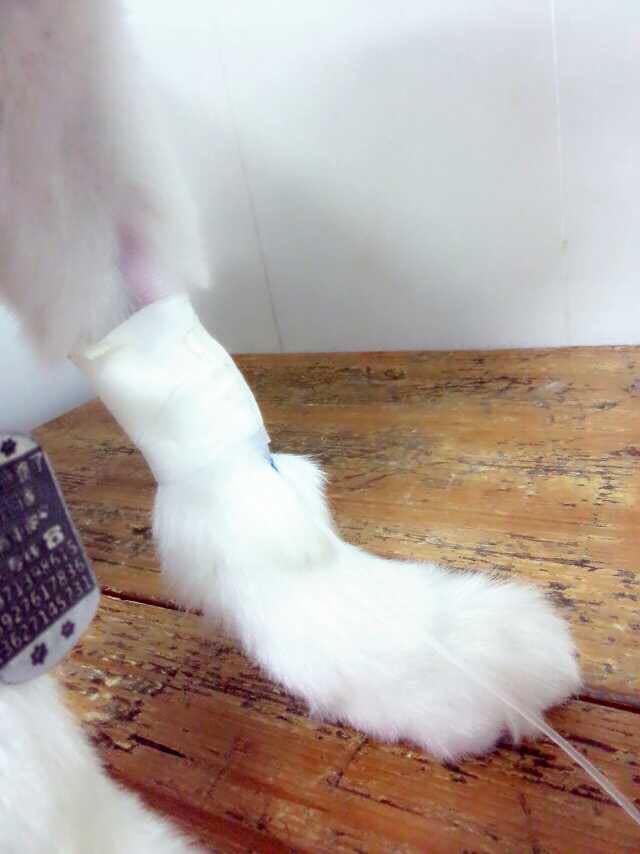 把萨摩耶养胖成了猪,把萨摩耶养成猪