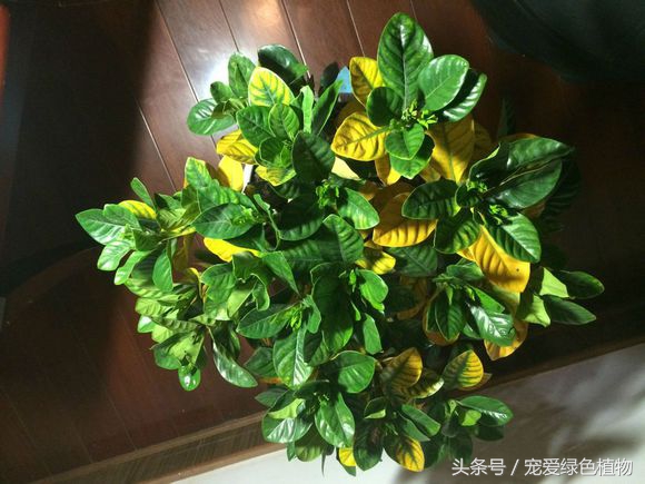 栀子花专用营养液防黄叶,大叶栀子花浇营养液继续黄叶