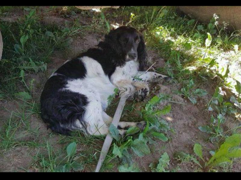 狗狗被恶意捆住四肢遇好心人解救,狗狗被反绑双手被好心人解救