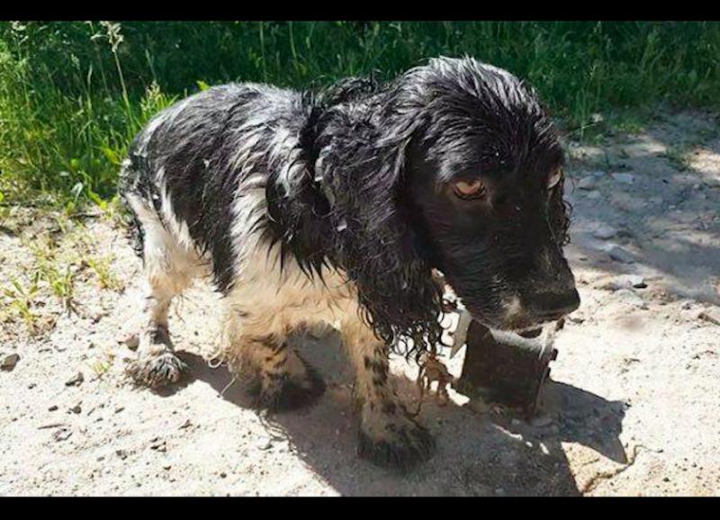 狗狗被恶意捆住四肢遇好心人解救,狗狗被反绑双手被好心人解救