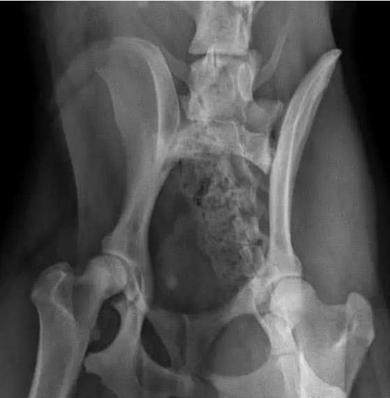 阿拉斯加突然叫有些害怕怎么回事,阿拉斯加发出一连串的嗷呜声