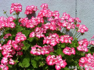 什么花和绿萝一样好养,比绿萝好养好看的花草