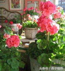 什么花和绿萝一样好养,比绿萝好养好看的花草