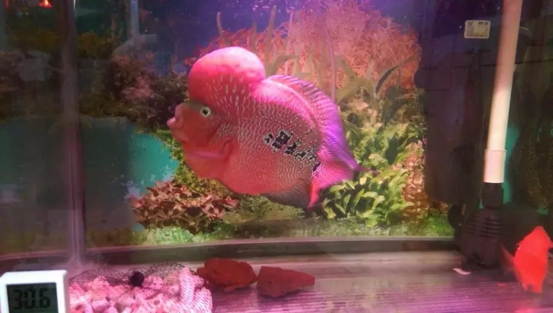 灯光对魟鱼有什么影响,三面镜对罗汉有没有帮助