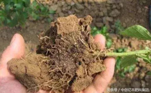 为什么果园要土壤改良,果园改良种植技术