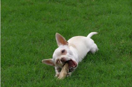 狗狗肚子长了个包,狗狗肚子有个鼓包是什么病