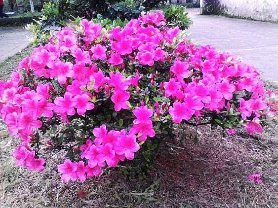 杜鹃花快速生根,杜鹃花怎样能保持花期长