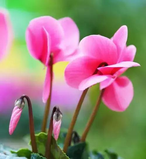 100种象征着爱情的花的花语,满天星花有几种颜色对应的花语