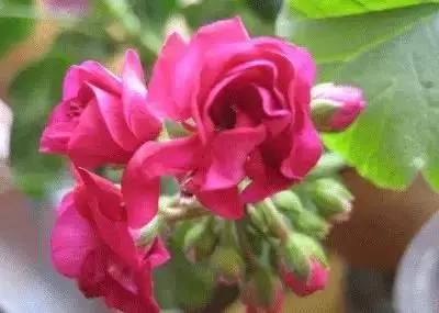 100种象征着爱情的花的花语,满天星花有几种颜色对应的花语