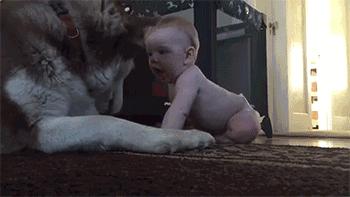 原来狗子还能丑到这种地步,盘点那些让人哭笑不得的狗子