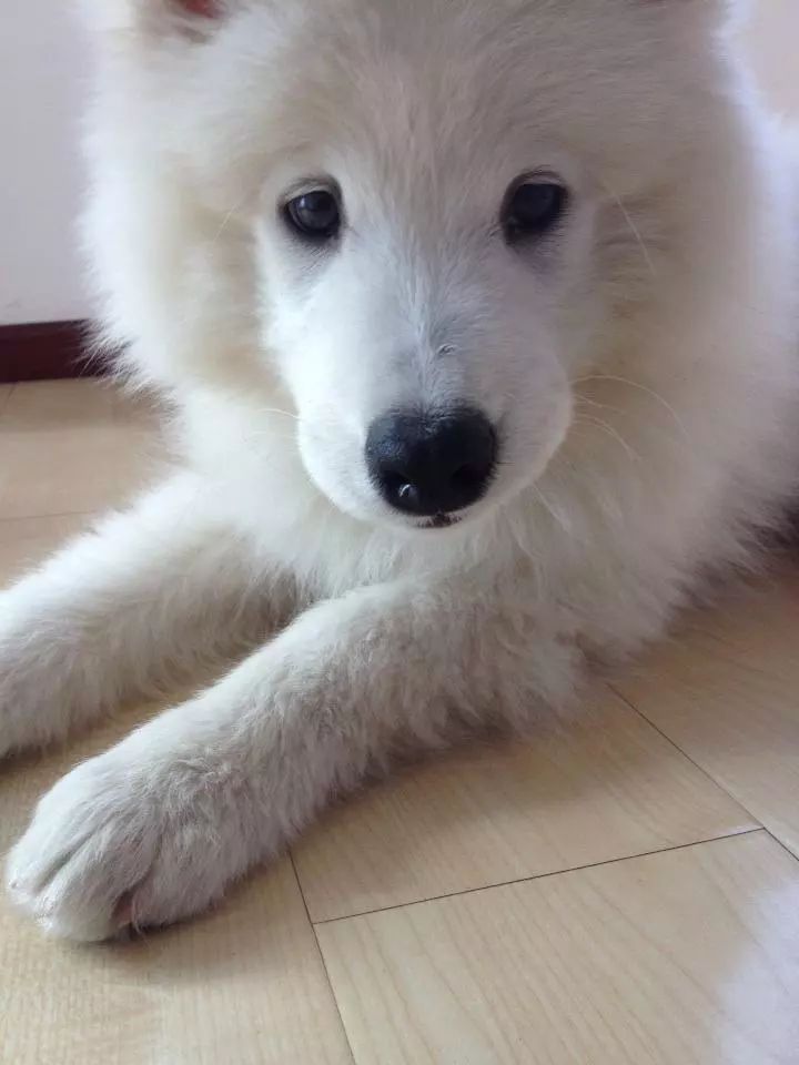 原来狗子还能丑到这种地步,盘点那些让人哭笑不得的狗子