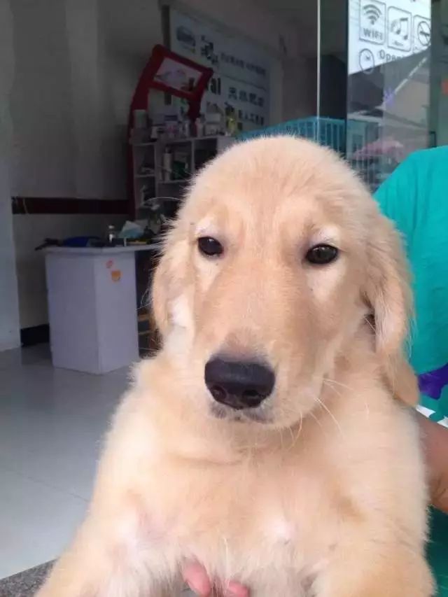 原来狗子还能丑到这种地步,盘点那些让人哭笑不得的狗子