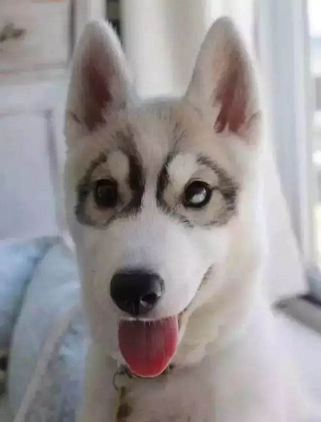 原来狗子还能丑到这种地步,盘点那些让人哭笑不得的狗子