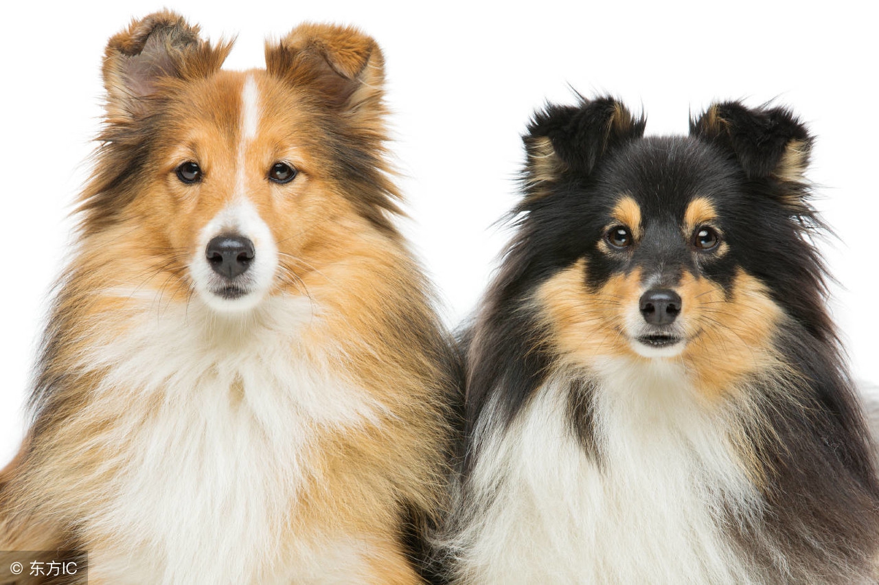 喜乐蒂犬爱叫怎么办,喜乐蒂犬掉毛吗