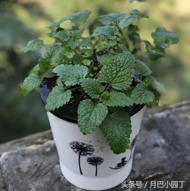驱蚊草本薄荷植物怎么养,夏天养薄荷十大禁忌