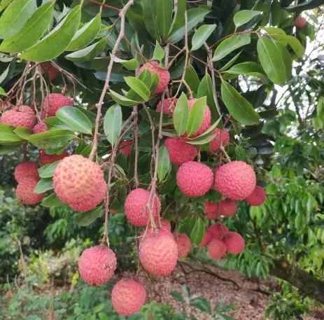 今年广东荔枝丰产大年！产业还有哪些新机会？商机在哪？