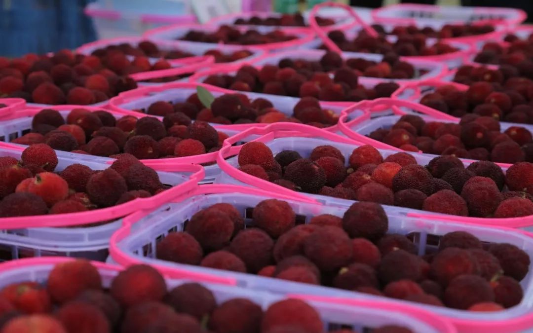 新余应季水果采摘园,新余水西水果采摘