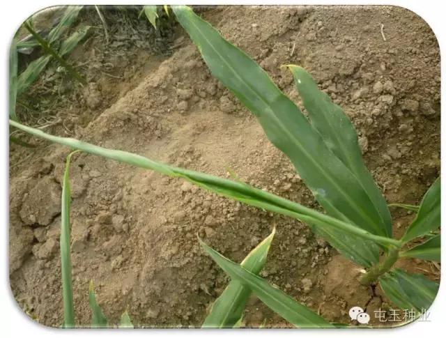 玉米卷叶怎么回事,玉米苗期卷叶怎么补救