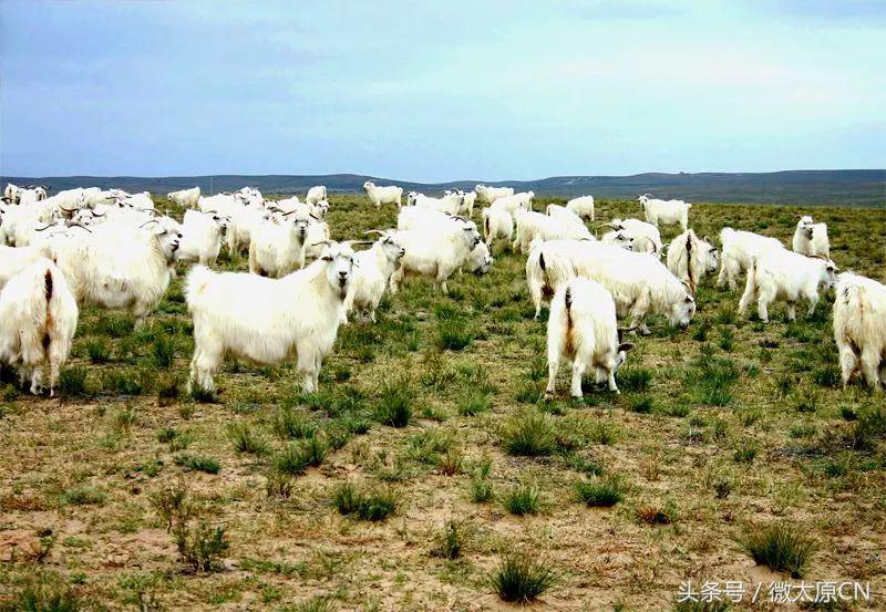 鄂尔多斯高端羊绒衫原创,探索内蒙古草原之旅