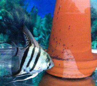 面对脾气犟的人有什么办法,观赏鱼攻击性特别强怎么办