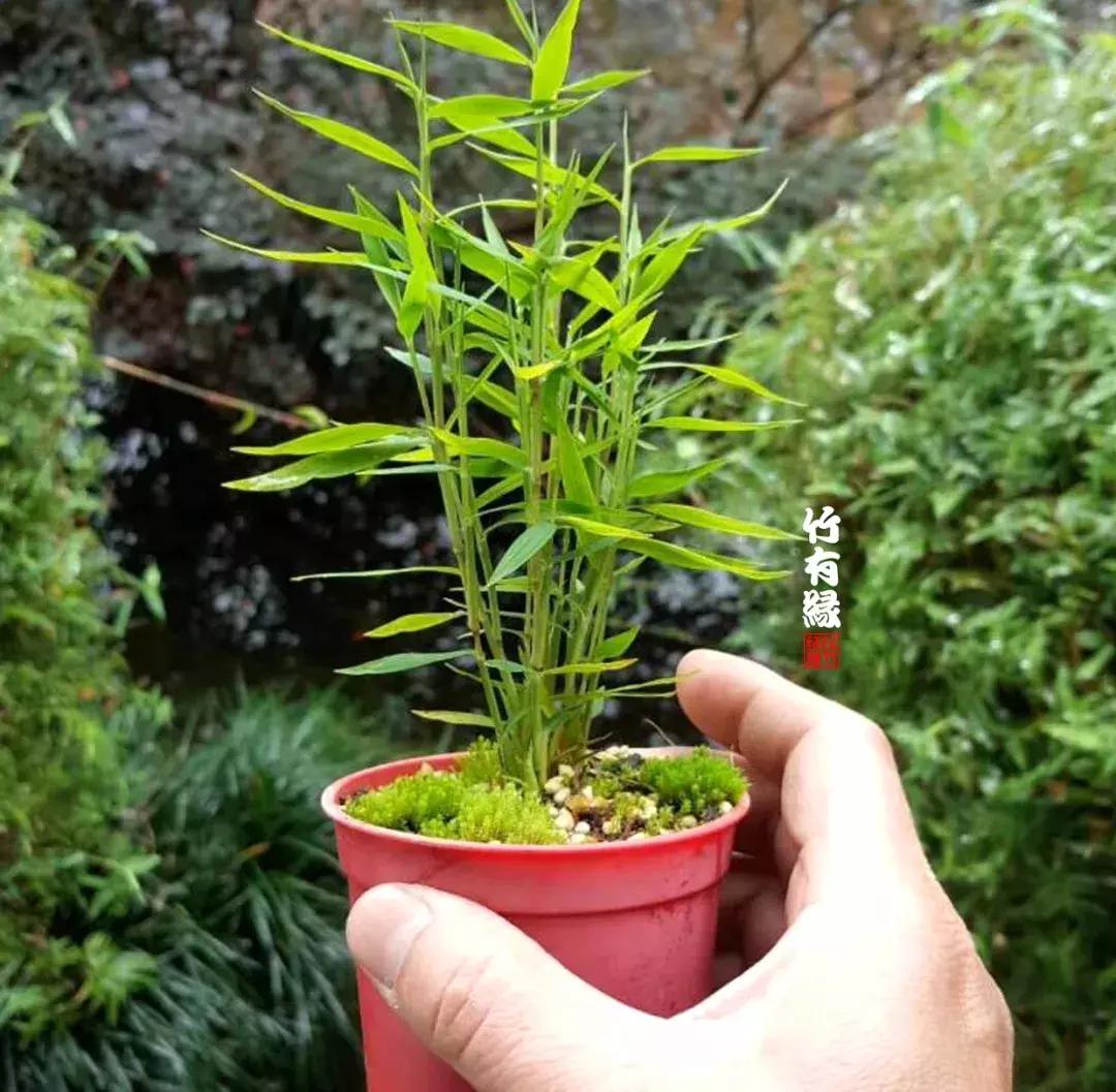 姬翠竹竹杆种植,姬翠竹养护修剪