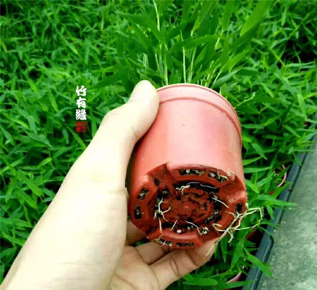 姬翠竹竹杆种植,姬翠竹养护修剪
