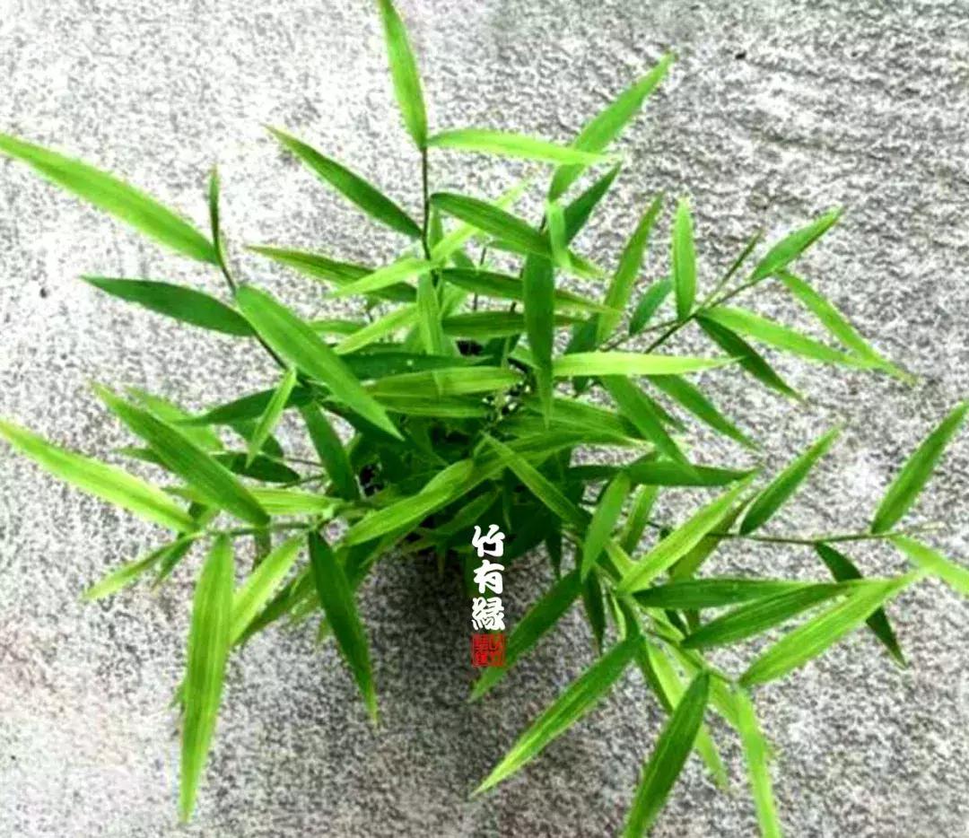 姬翠竹竹杆种植,姬翠竹养护修剪