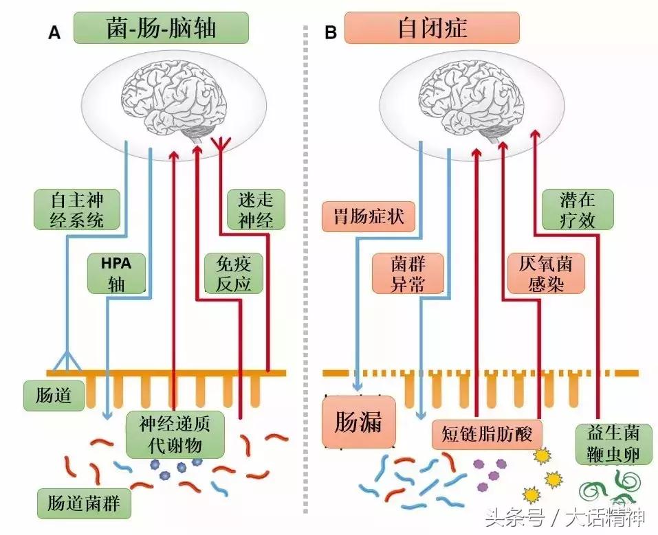 肠道微生物是治疗精神疾病的关键吗？它如何操控我们的健康？