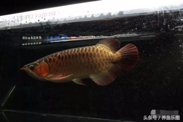 龙鱼不同时期应该做的事,龙鱼各个阶段关注什么