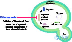 每日一药｜Efinaconazole/Jublia