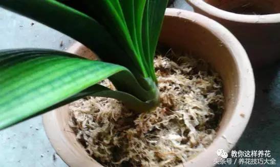 蟹爪兰长得好好的就断了怎么回事,蟹爪兰花谢了怎么处理才能复花