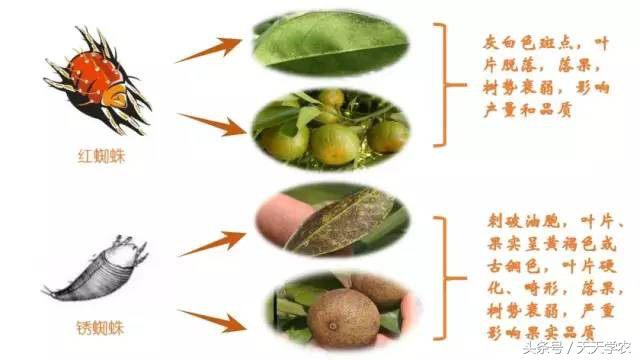 柑橘锈壁虱危害果实到几月,柑橘的虫害锈壁虱有哪几种特效药
