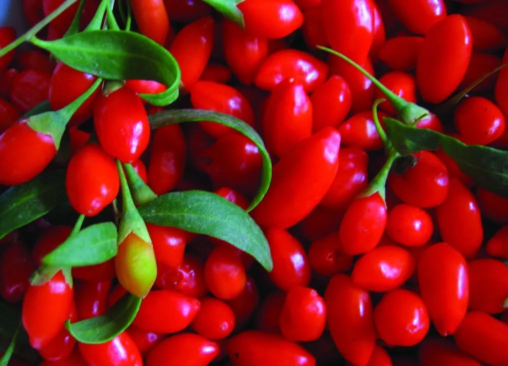 养生泡枸杞,啤酒泡枸杞做法