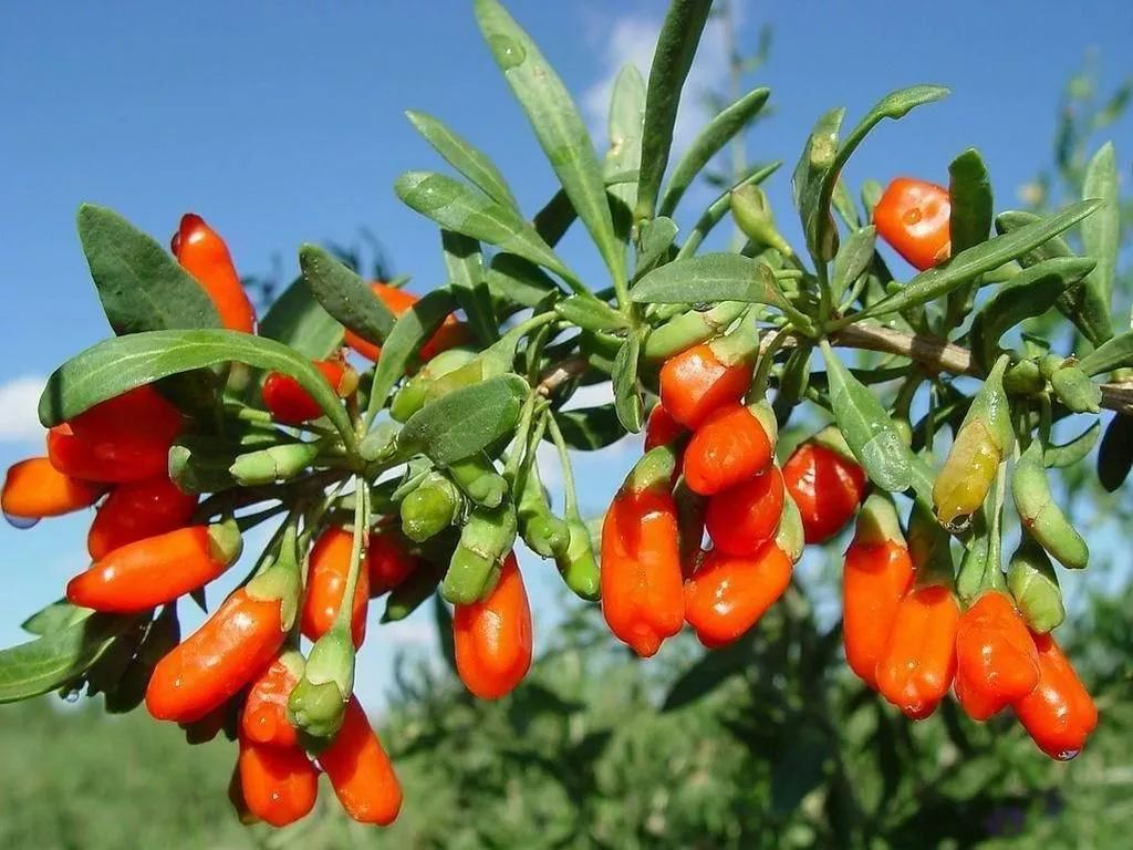 养生泡枸杞,啤酒泡枸杞做法